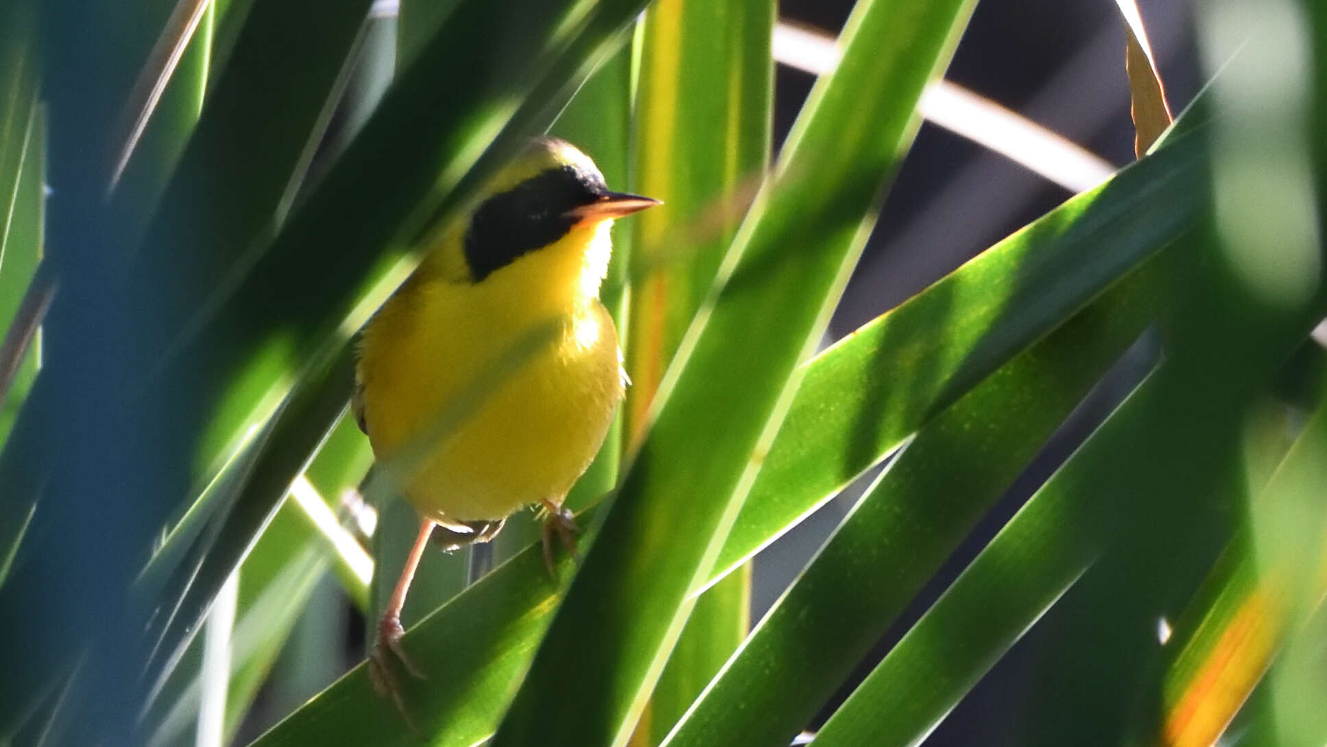 Image de Paruline à couronne jaune