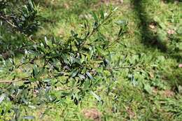 Image of wedge-leaf hopbush