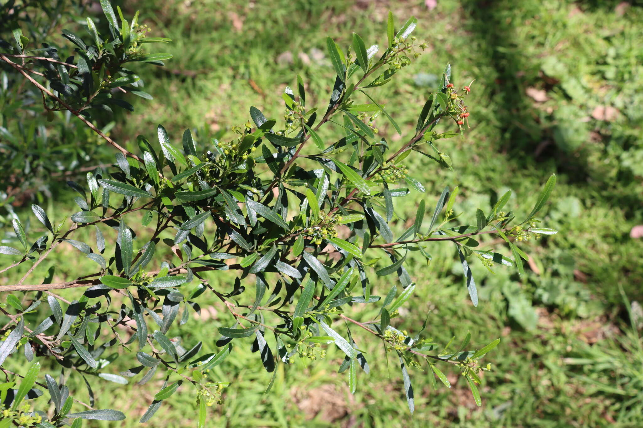 Image of wedge-leaf hopbush