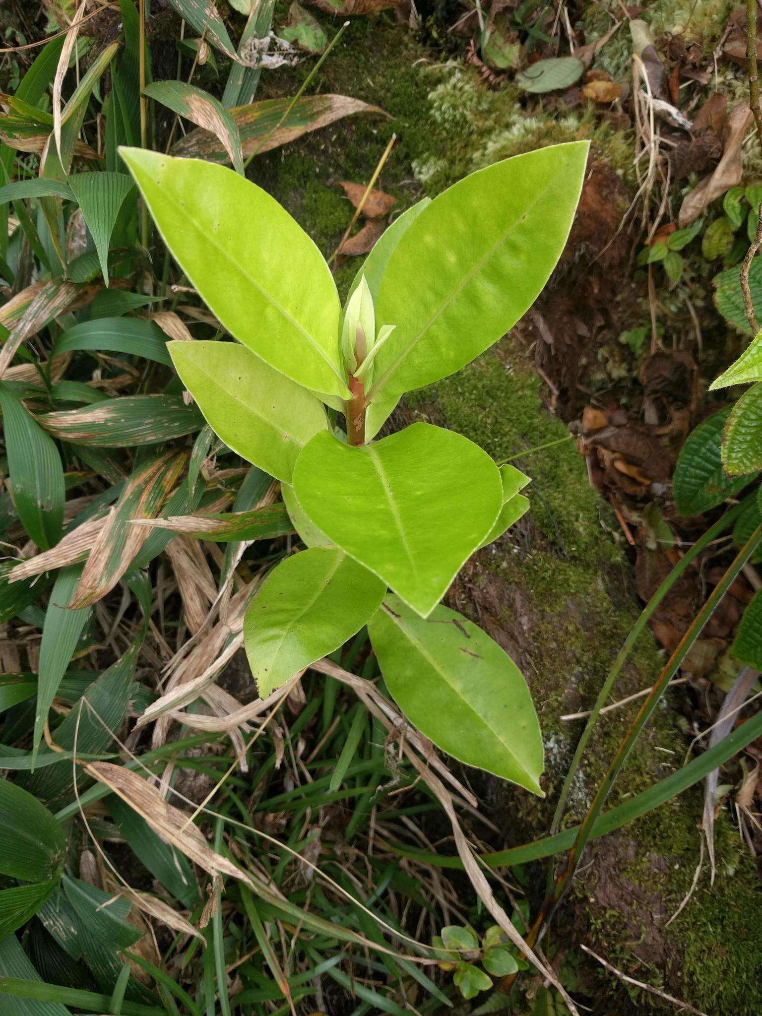 Image of Molokai colicwood