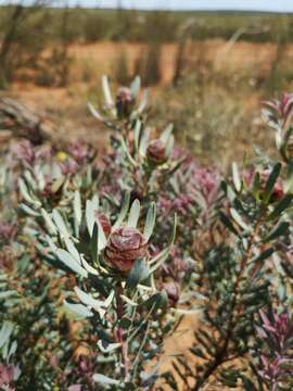 Image of Leucadendron sheilae I. J. M. Williams