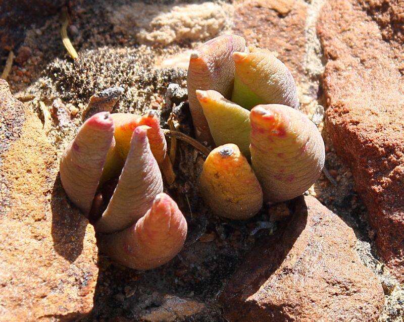 Image of Glottiphyllum fergusoniae L. Bol.