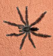 Image of Avicularia hirschii Bullmer, Thierer-Lutz & Schmidt 2006