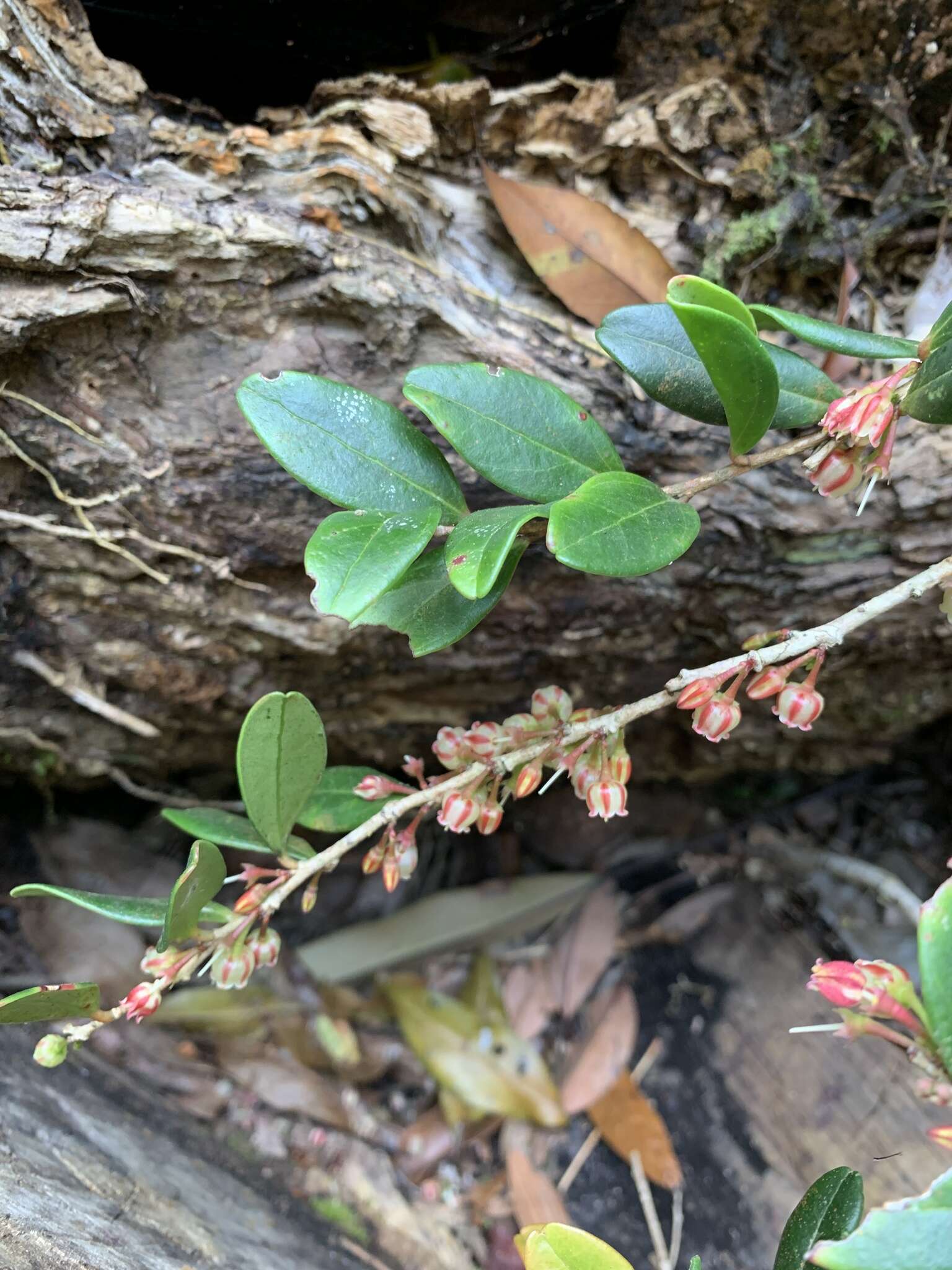 Image of Vaccinium emarginatum Hayata