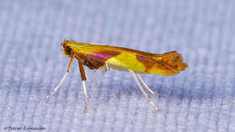 Image of Caloptilia packardella (Chambers 1872)