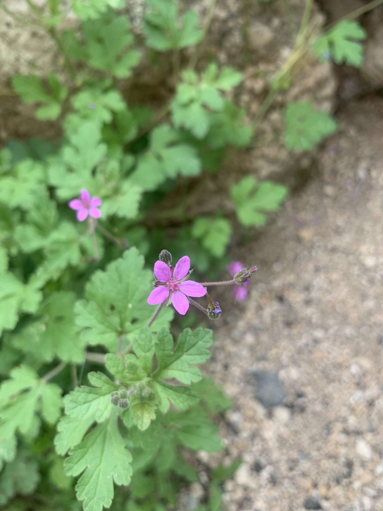 Image of Erodium chium (Burm. fil.) Willd.