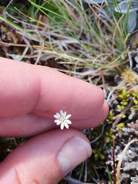 Imagem de Stellaria gracilenta Hook. fil.