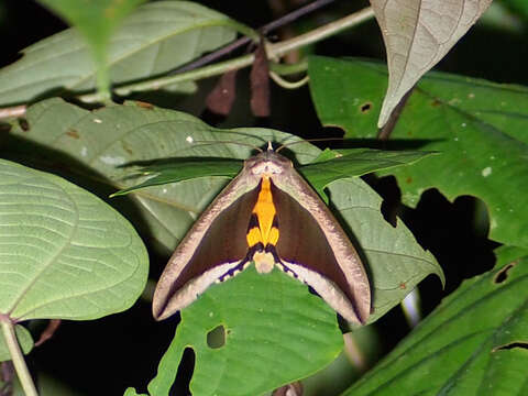 Image of Eudocima dividens Walker 1857