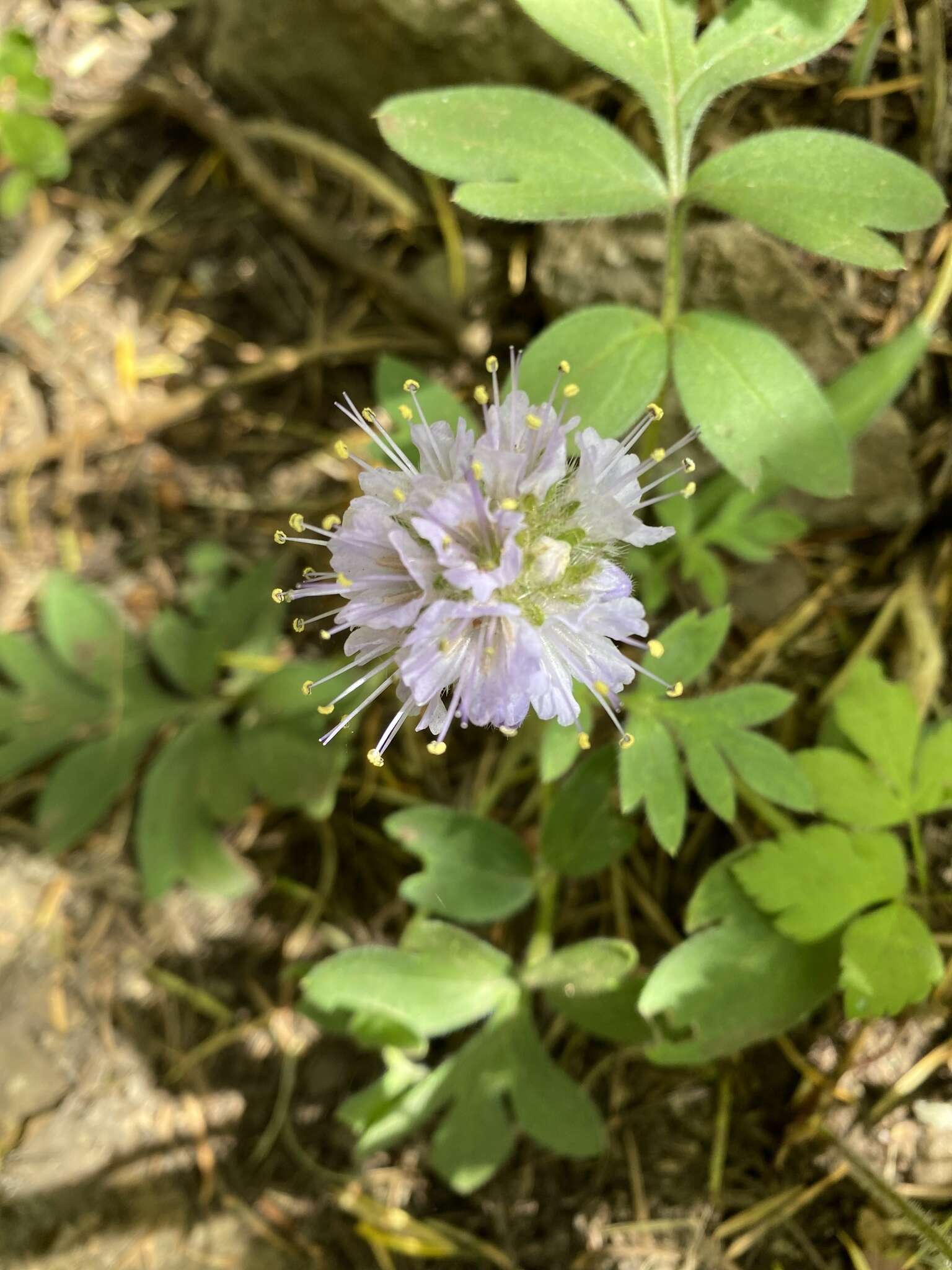 Hydrophyllum capitatum var. thompsonii (M. E. Peck) Constance的圖片