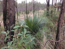 Image of Macrozamia miquelii (F. Muell.) A. DC.