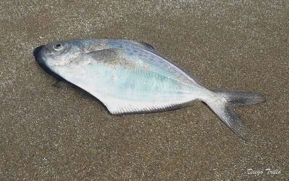 Image of Butterfish