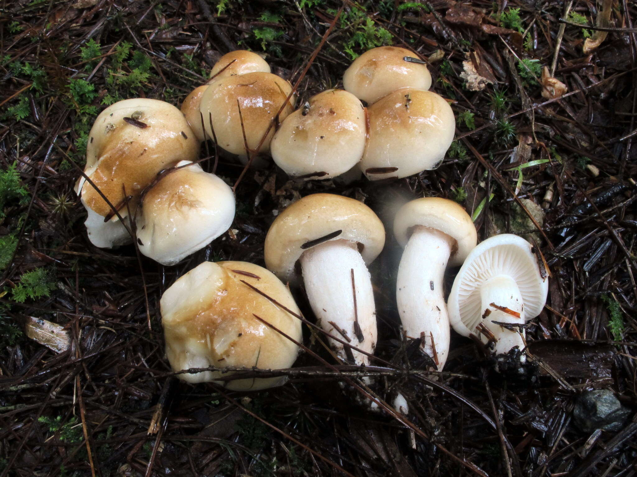 Image of Hygrophorus tennesseensis A. H. Sm. & Hesler 1939