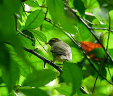 Image of Large-billed Leaf Warbler