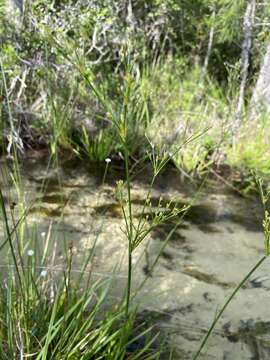 Imagem de Juncus polycephalus Michx.