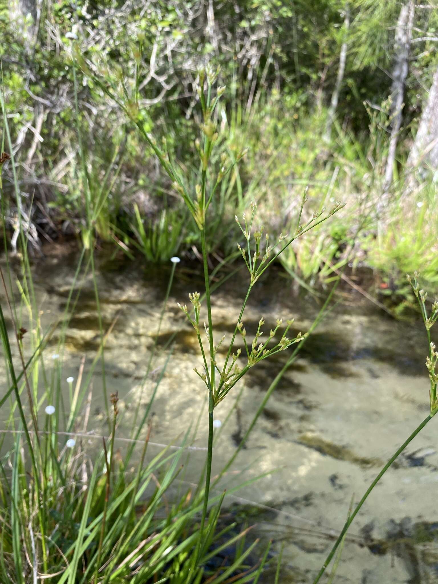 Image of Juncus polycephalus Michx.