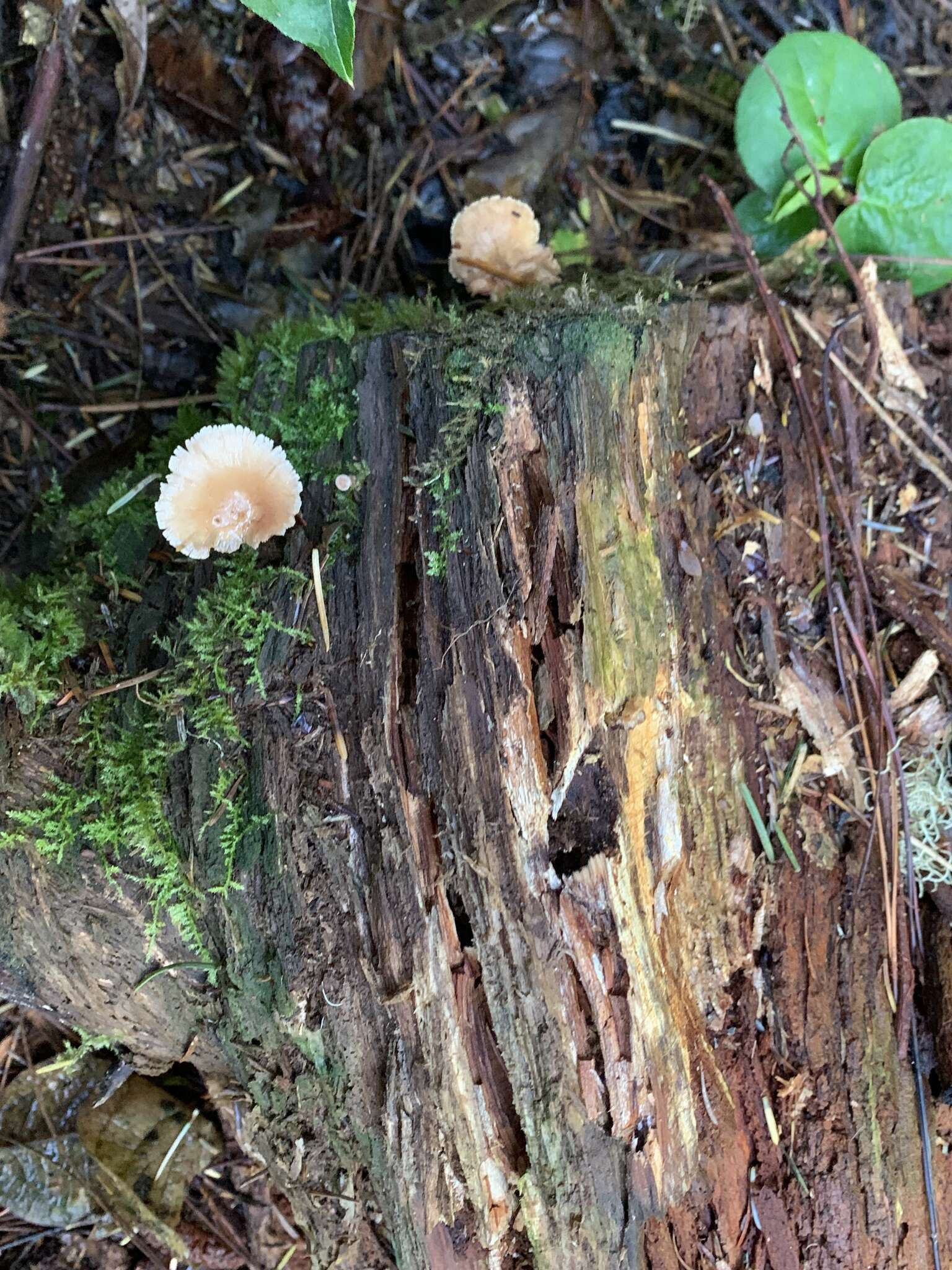 Image of Neolentinus kauffmanii (A. H. Sm.) Redhead & Ginns 1985