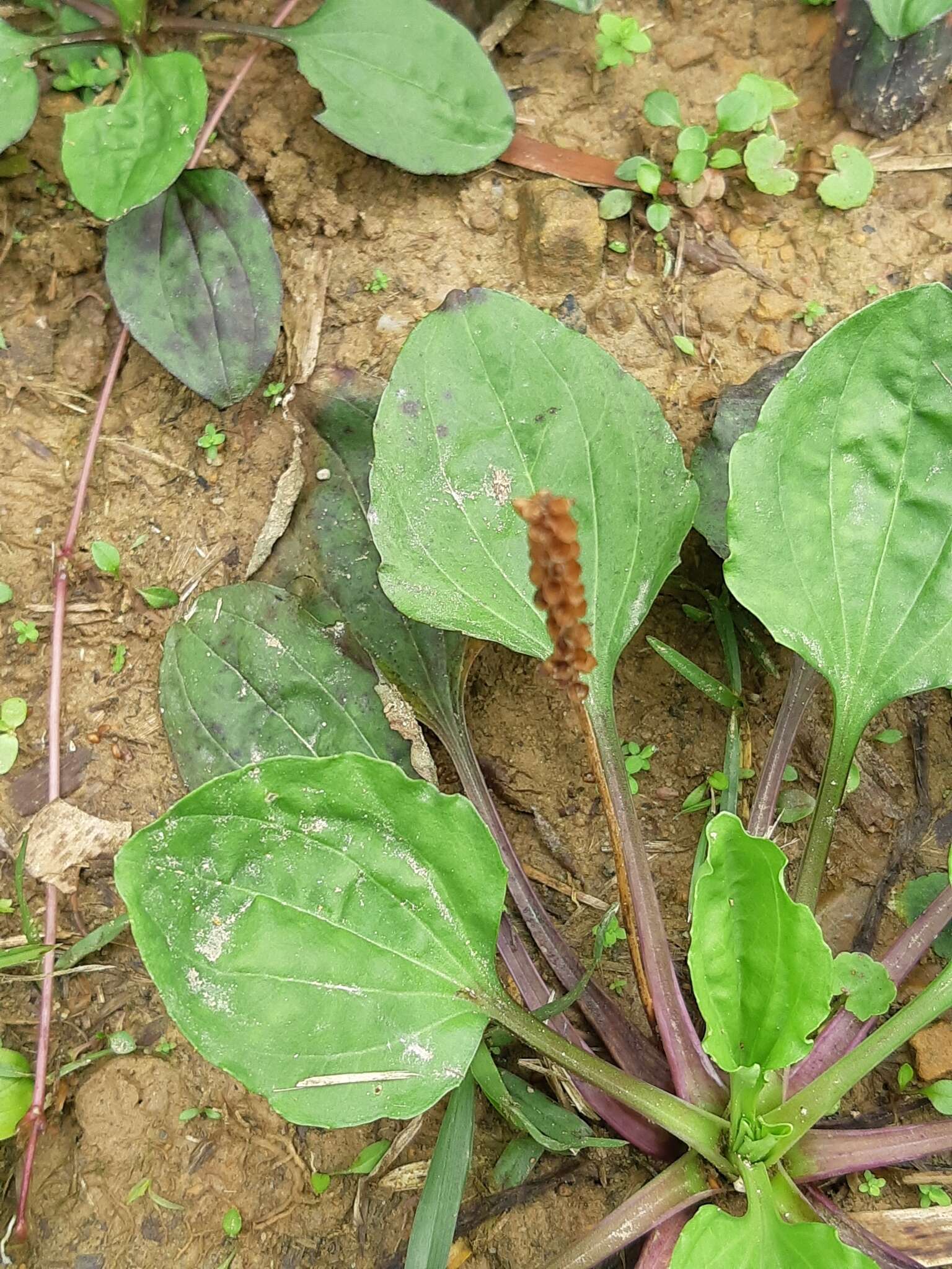 Image de Plantago asiatica L.