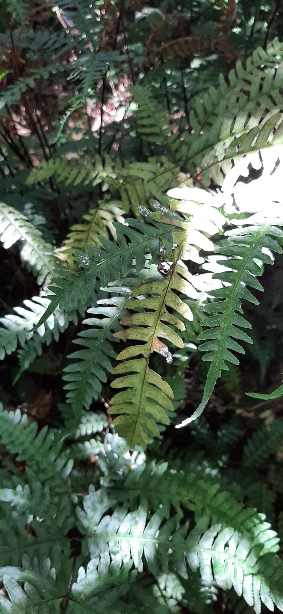 Imagem de Pteris amoena Bl.