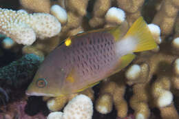 Image of Dwarf slingjaw wrasse