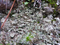 Image of cup lichen