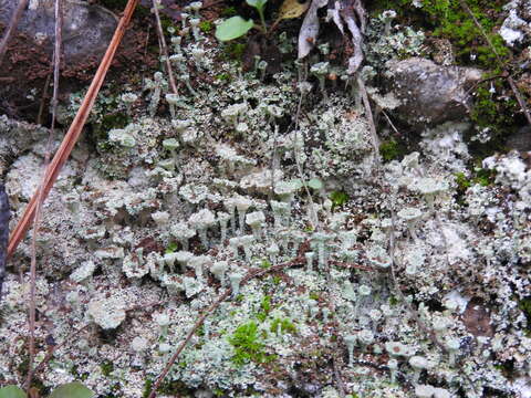 Image of cup lichen