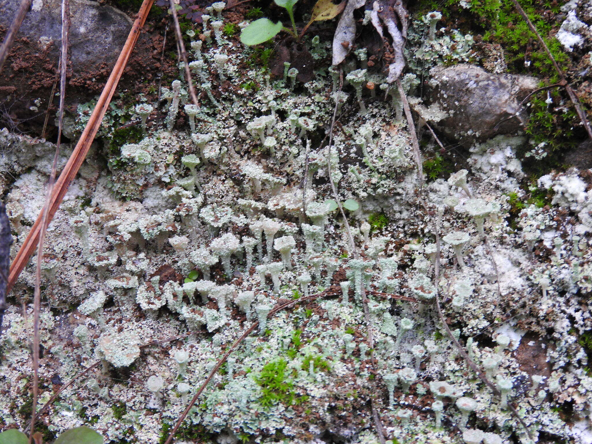 Image of cup lichen
