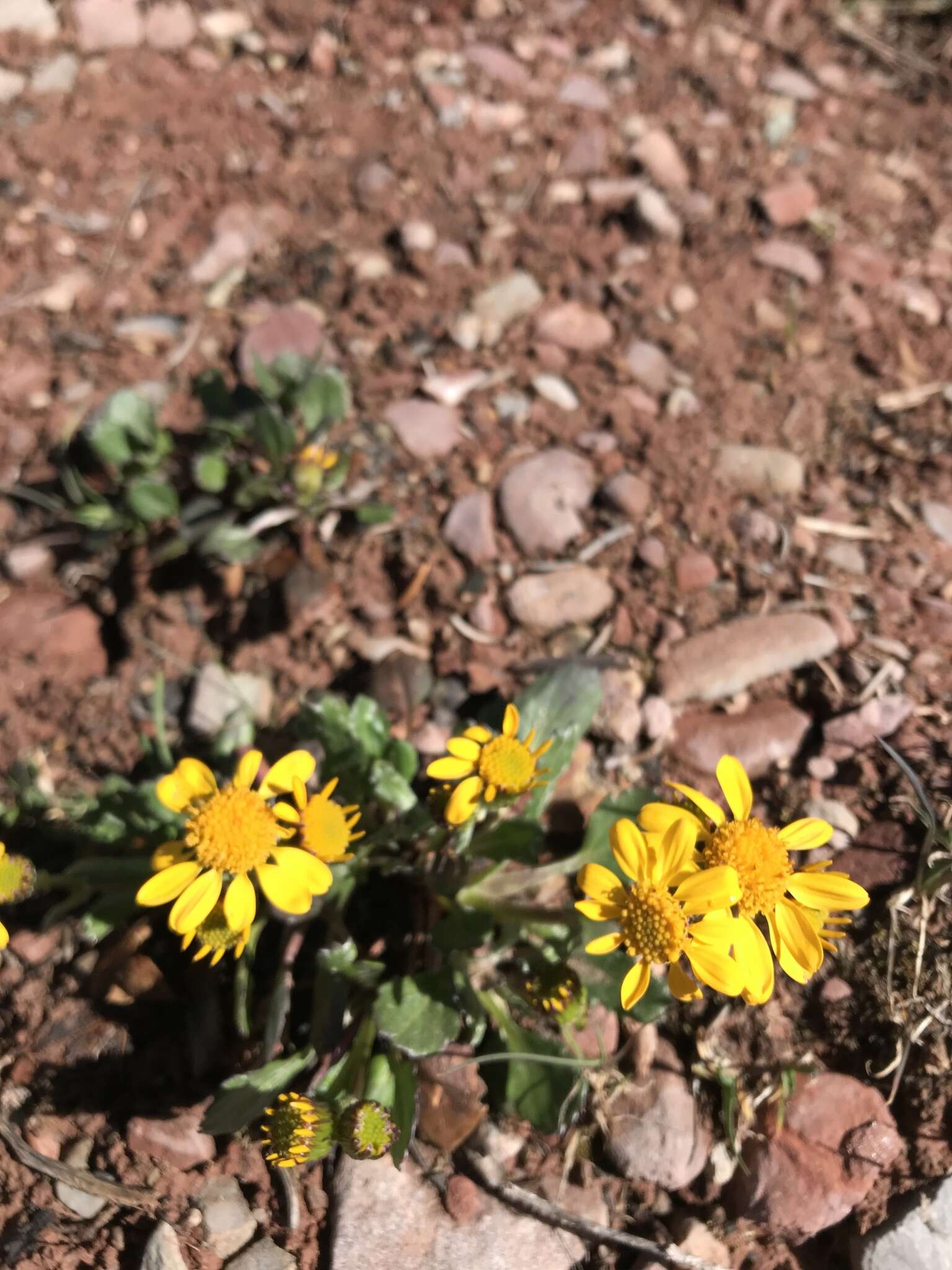 Image of hoary groundsel