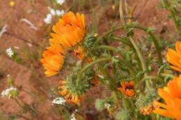 Image of Double Namaqua marigold