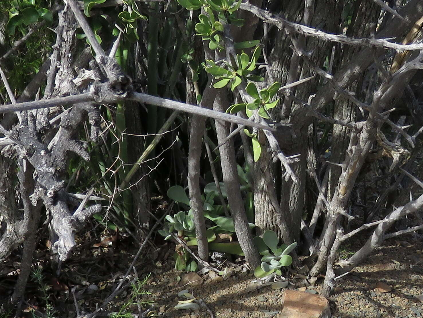 Image of Crassula cotyledonis Thunb.