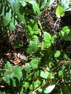 Image of snow raspberry