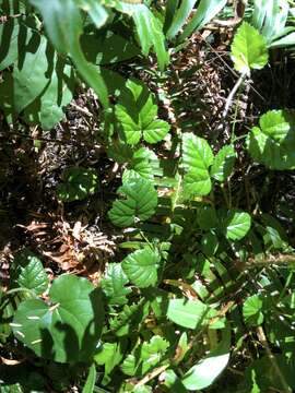 Plancia ëd Rubus nivalis Dougl. ex Hook.