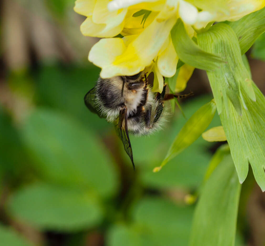 Image of Bombus veteranus (Fabricius 1793)