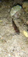 Image of Banded Goby