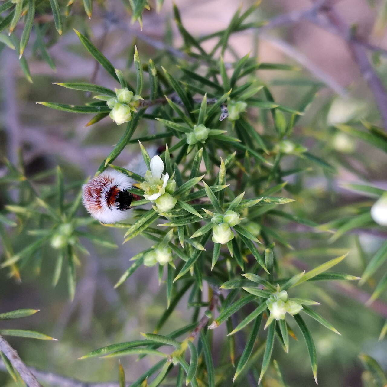 Image of Diosma acmaeophylla Eckl. & Zeyh.