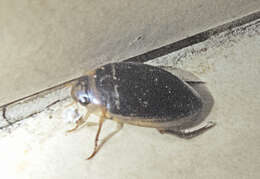 Image of Hydaticus (Hydaticus) transversalis (Pontoppidan 1763)