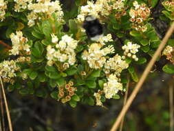 Image of Bombus funebris Smith 1854