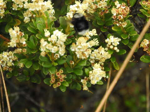 Image of Bombus funebris Smith 1854