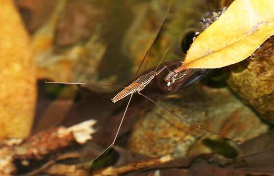 Image of Limnometra ciliodes Andersen & Weir 1997