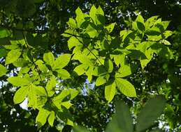 Image of Vitex triflora Vahl