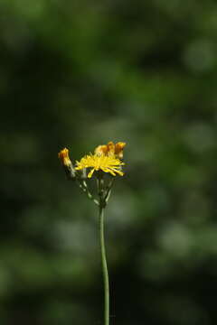 Imagem de Pilosella piloselloides (Vill.) Sojak