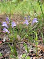 Image de Scutellaria arenicola Small