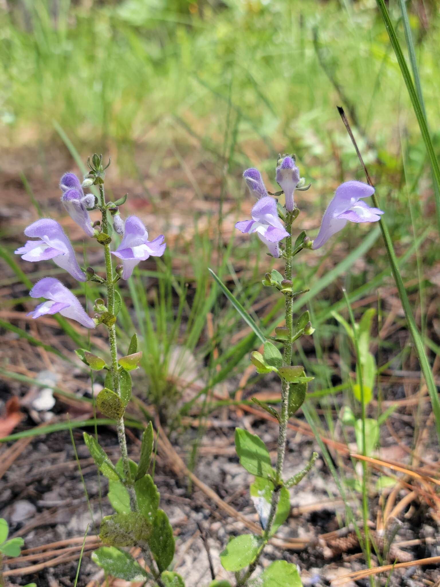 Image de Scutellaria arenicola Small