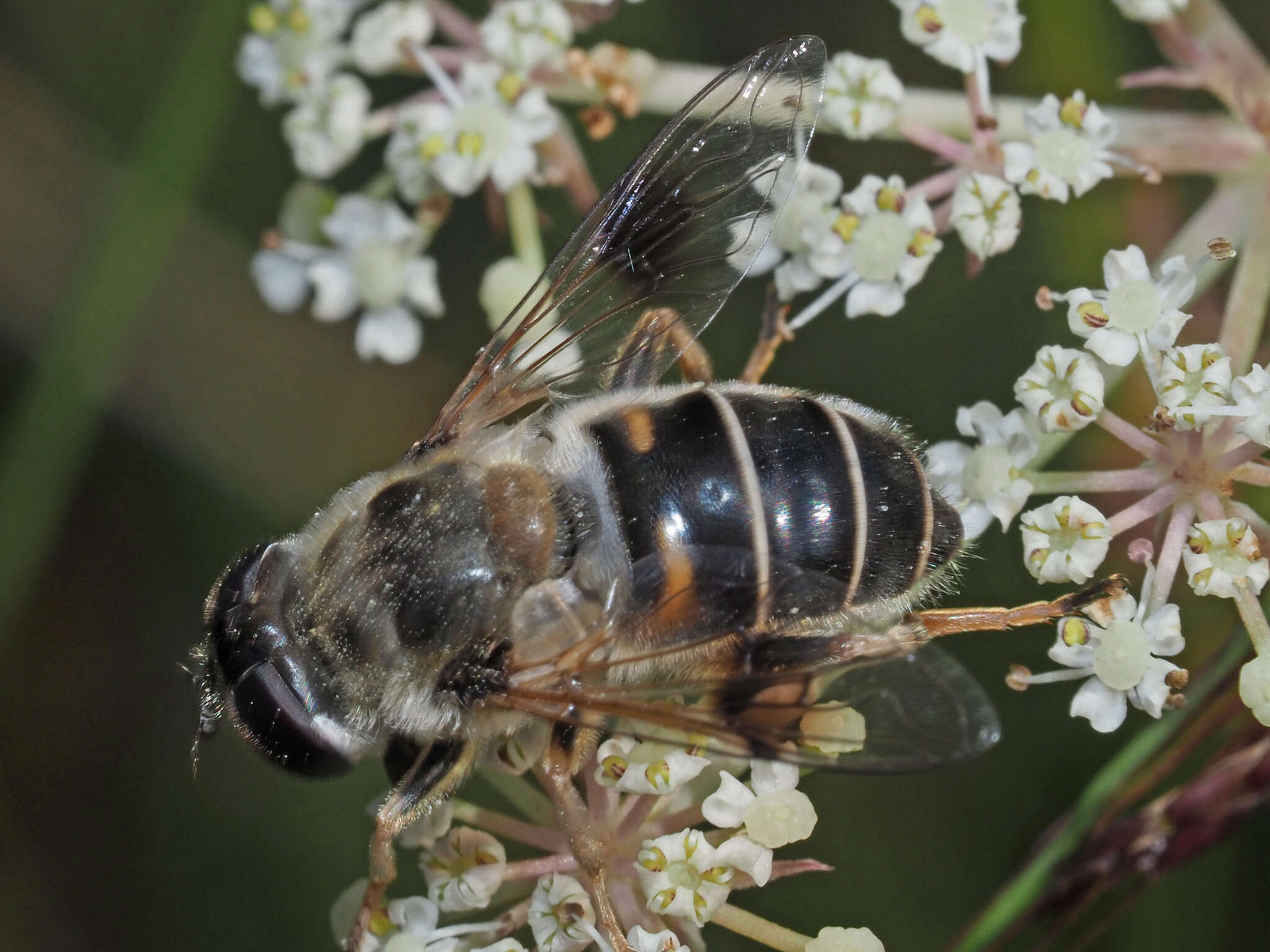 صورة Eristalis alpina (Panzer 1798)