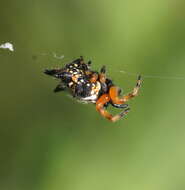 Image of Austracantha