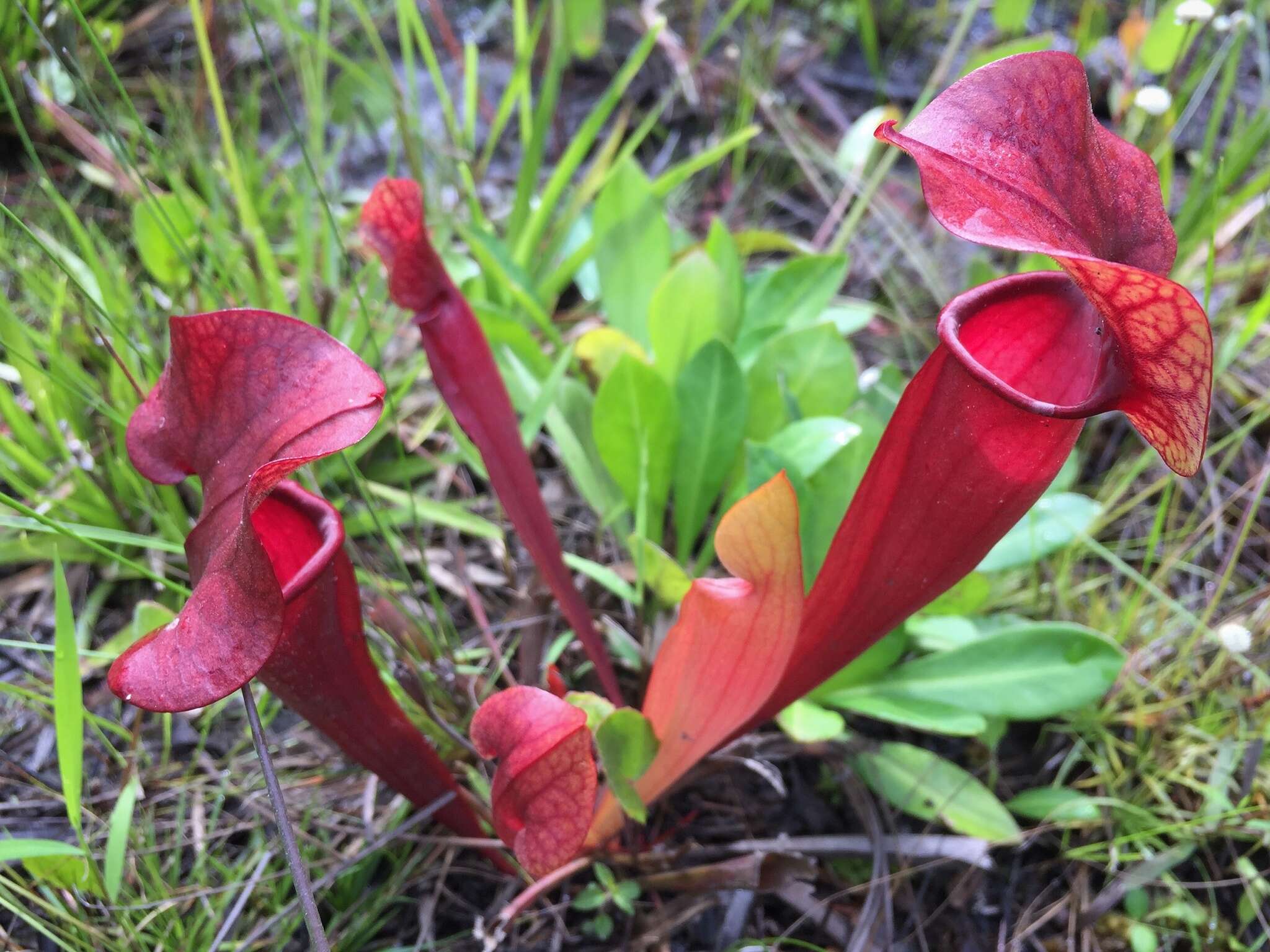 Image of hybrid pitcherplant