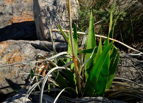 Imagem de Watsonia vanderspuyae L. Bolus