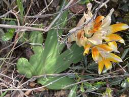 Freesia fergusoniae L. Bolus resmi