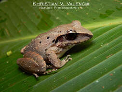 Image of Robber Frog