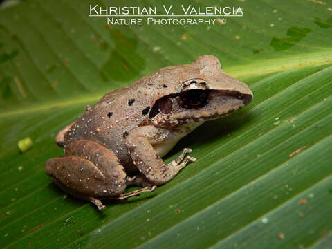 Image de Craugastor raniformis (Boulenger 1896)