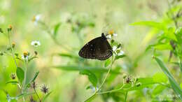 Image of Euploea midamus Linnaeus 1758